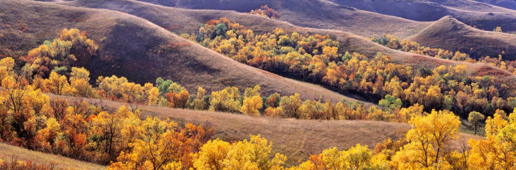 Cottonwoods in fall color fill the coulees near New Town in North Dakota.