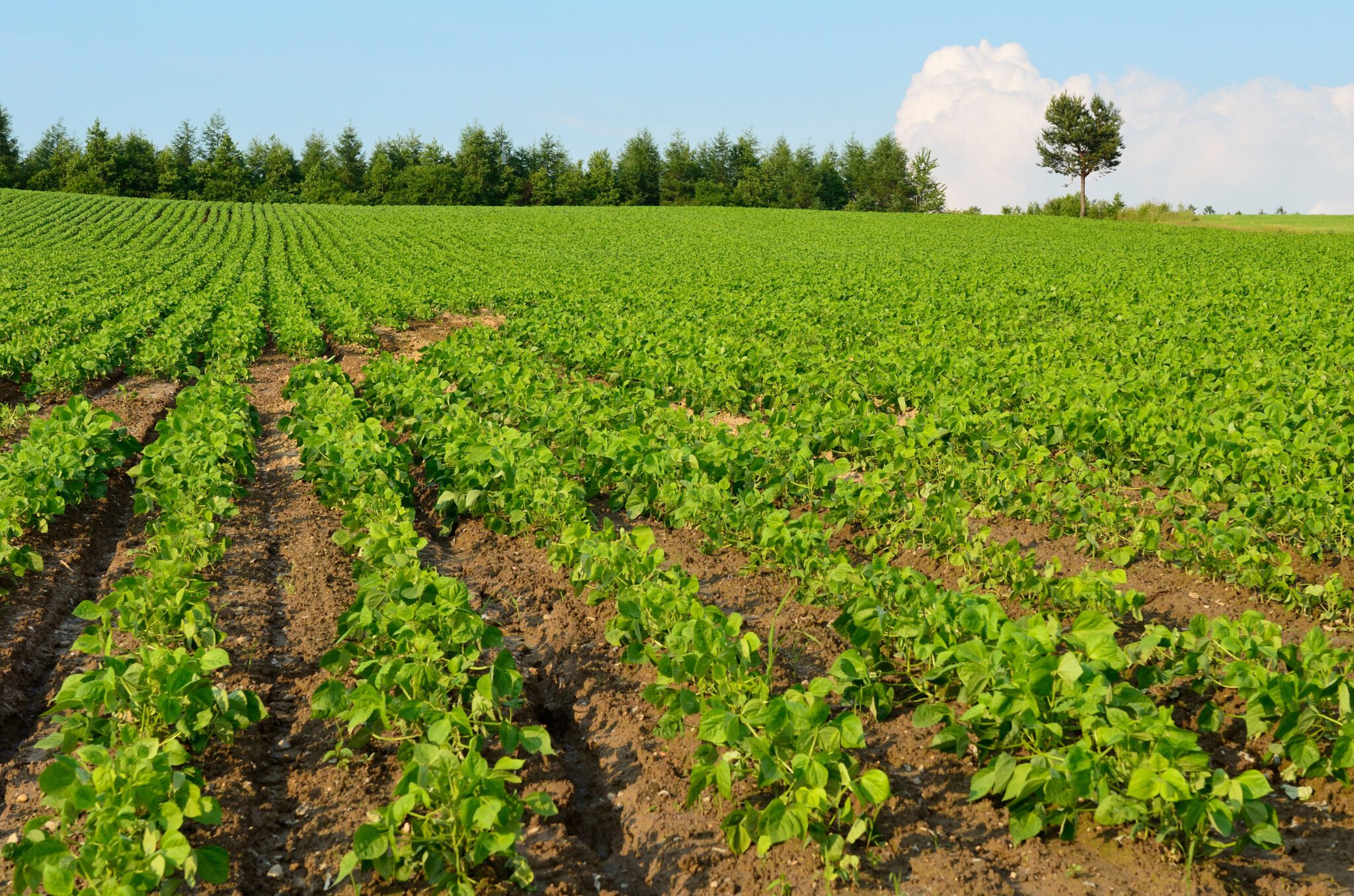 Windbreak Renovation Initiative