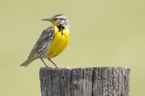 Western meadowlark looks back the other way.