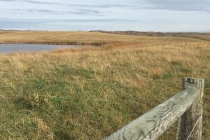 A pasture with a slough.