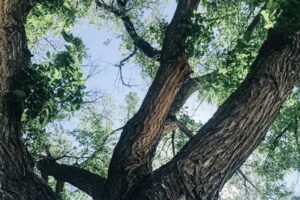Dutch Elm