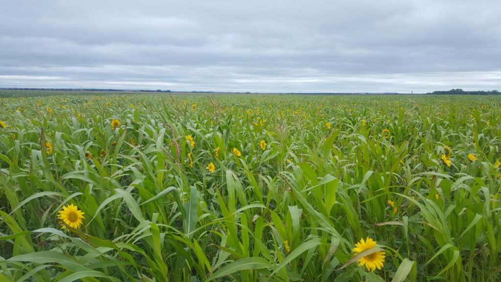 Cover Crop planting for haying or grazing