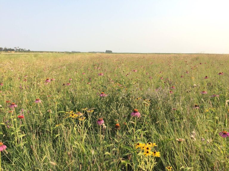 Flowers in grass field.