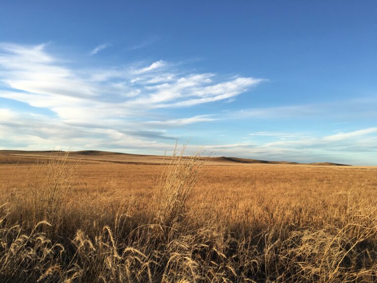 Field