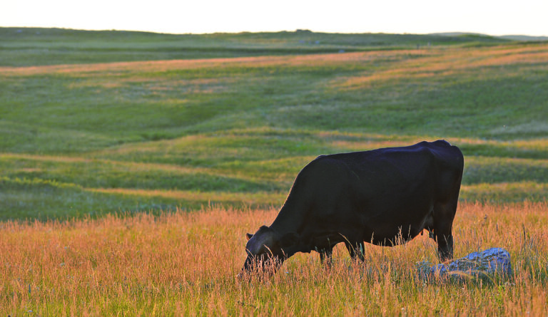 A cow grazing in a grass field.