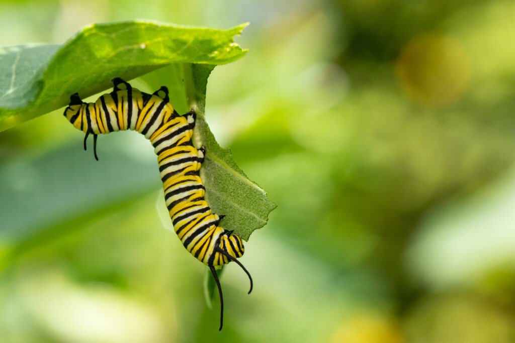 Monarch butterfly caterpillar eating milkweed.
