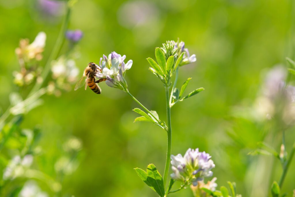 Honey bee pollinates alfalfa flower.