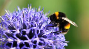 Webinar: Birds, Bees & Trees: An Intro to Backyard Conservation