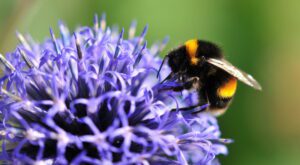 A bee on a thistle.