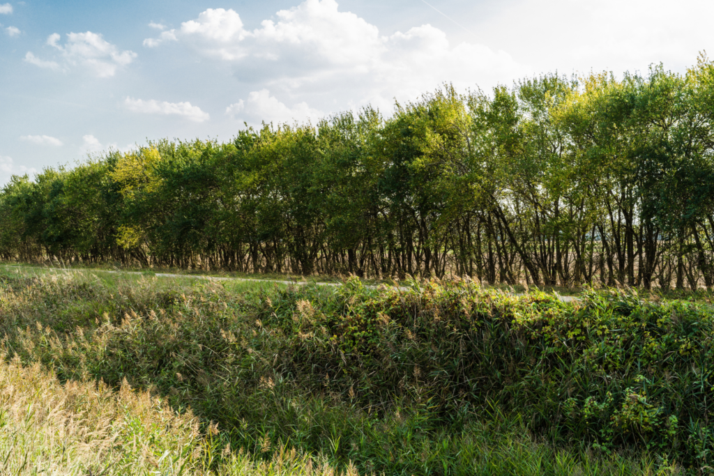 Countryside View of Trees