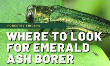 emerald ash bore