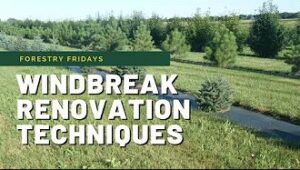 windbreak renovation