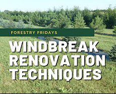 windbreak renovation