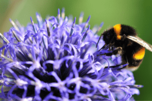 Webinar: Birds, Bees & Trees: An Intro to Backyard Conservation