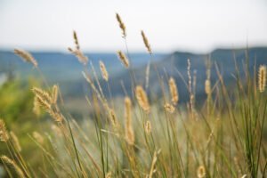 Farm Service Agency CRP Programs: A Quick Look