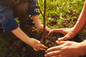 Soil Conservation Districts: A Quick Look