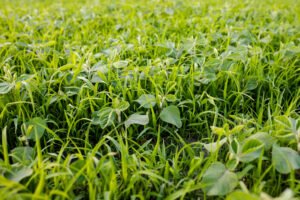 Carbon-Crops & Covers: A discussion for farmers, ranchers, and gardeners