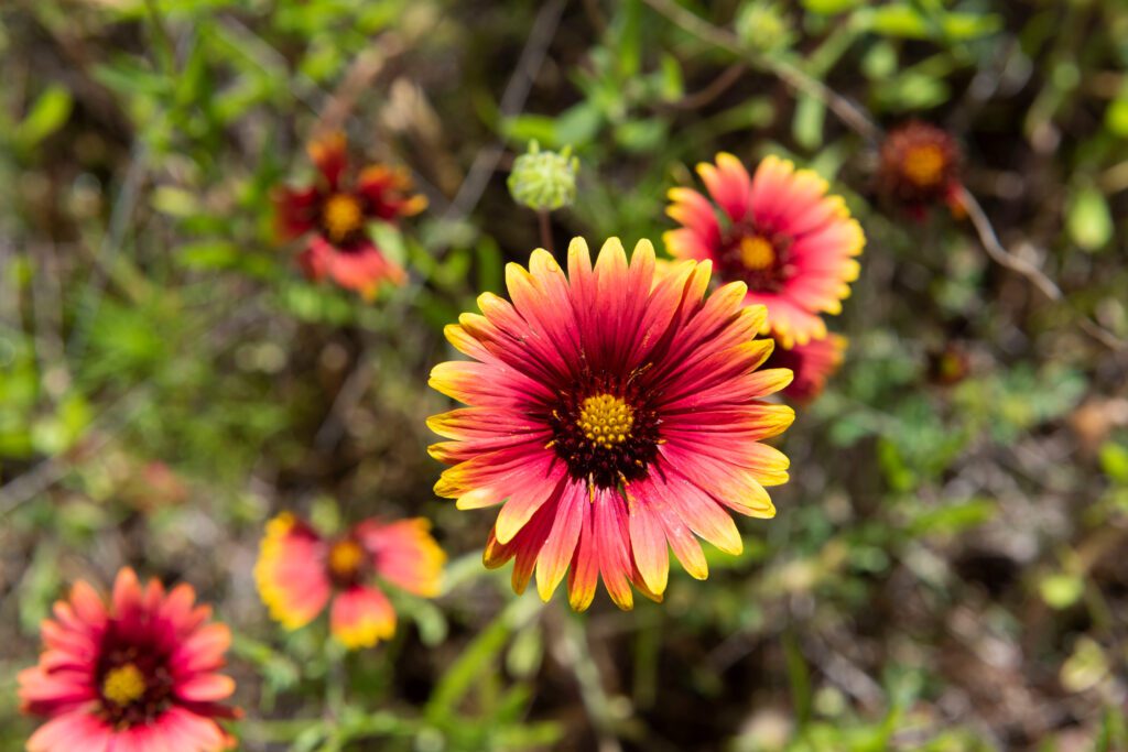 Blanket Flower