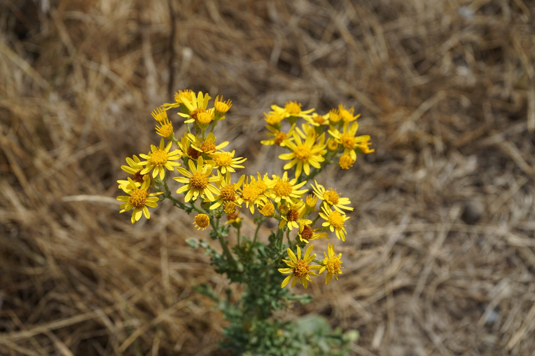 Dry Ragwort | Dakota Legacy Initiative
