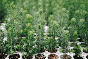 North Dakota Forest Service: A Quick Look