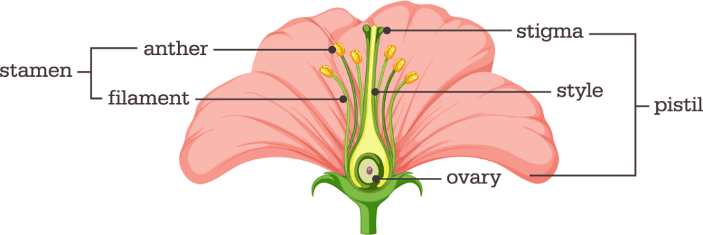 Flower Diagram