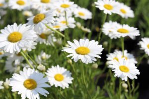 Heath Aster