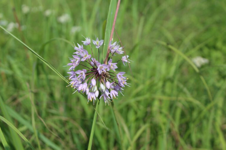 Prairie Onion