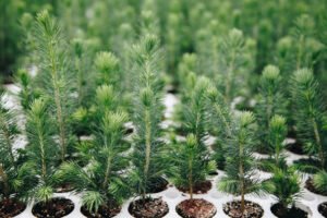 North Dakota Forest Service: A Quick Look