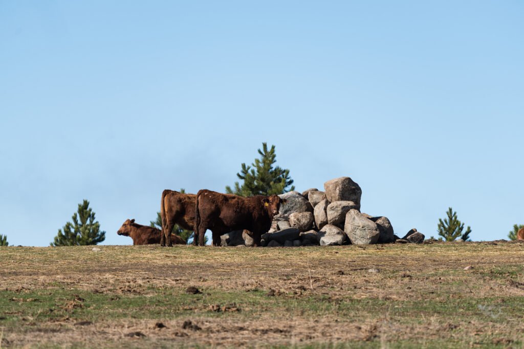 Cattle by a pile of rocks.