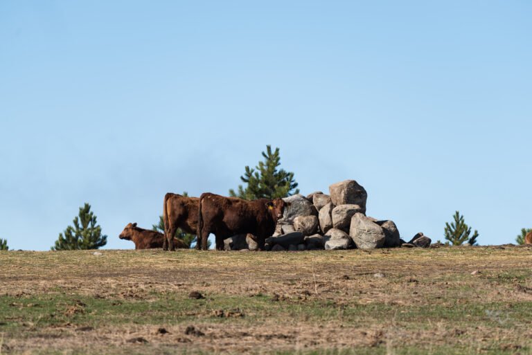 Cattle by a pile of rocks.