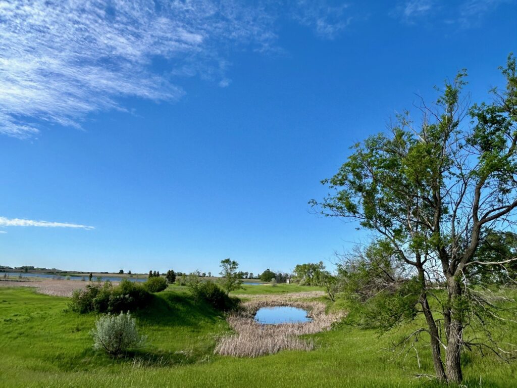 A Wetland/Grassland on a partly cloudy day.
