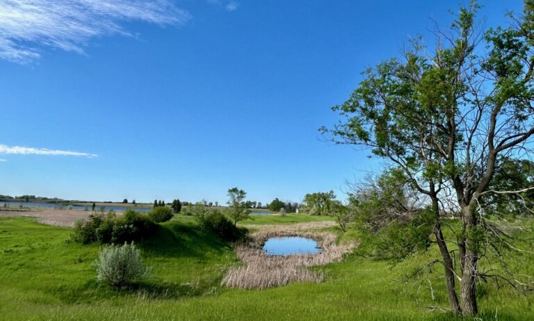 A Wetland/Grassland on a partly cloudy day.