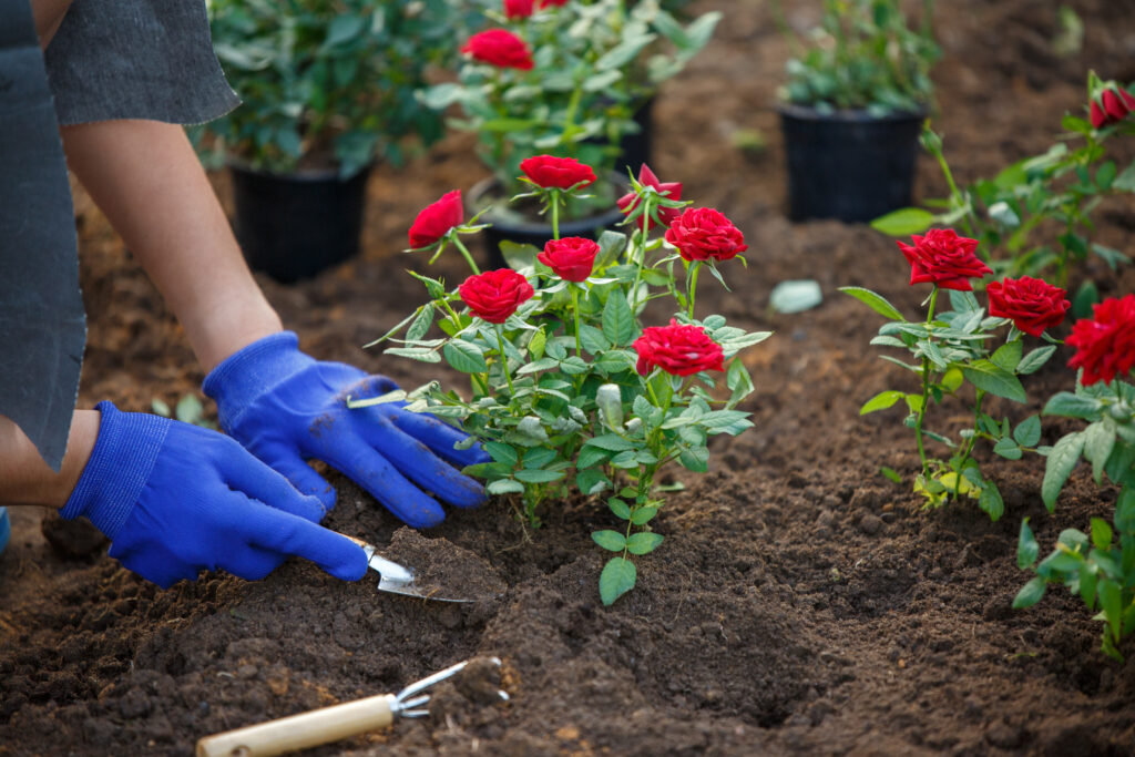 red roses in garden