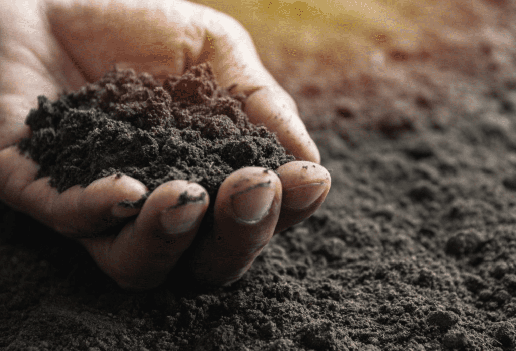 Closeup hand of person holding soil