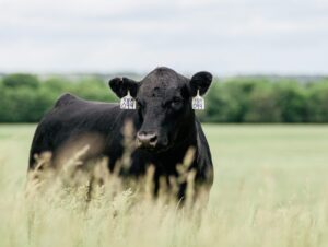 cow in a pasture