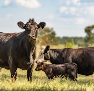 cows in a pasture