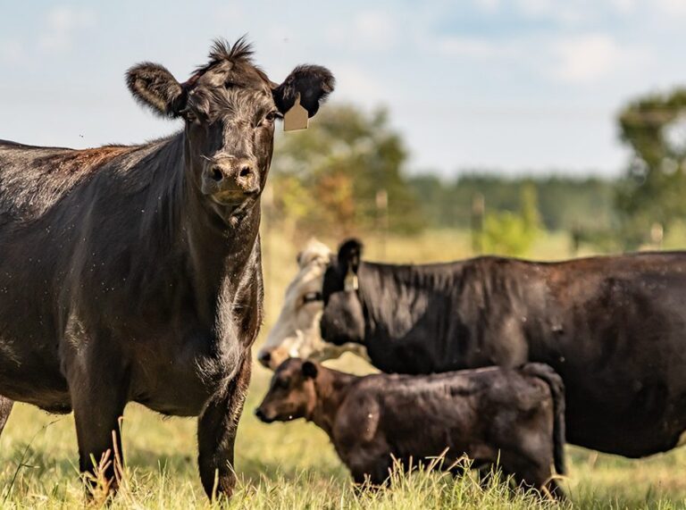 cows in a pasture