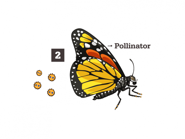 The pollinator transports the pollen to a flower on a different plant, where the pollen sticks to the stigma.