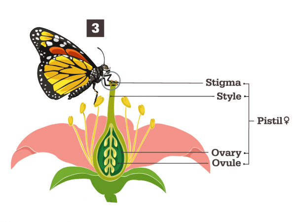 The flower is fertilized and later produces fruit and seeds.